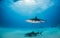 Lemon shark and Caribbean reef sharks at the Bahamas