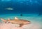 Lemon shark and Caribbean reef sharks at the Bahamas