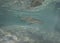 Lemon Sharks (Negaprion brevirostris) in the shallow water in Bimini, Bahamas