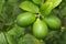 lemon stock on tree in farm