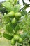 lemon stock on tree in farm