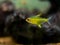 Lemon tetra Hyphessobrycon pulchripinnis  in a fish tank