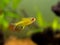 Lemon tetra Hyphessobrycon pulchripinnis  in a fish tank