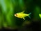 Lemon tetra Hyphessobrycon pulchripinnis  in a fish tank