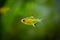 Lemon tetra Hyphessobrycon pulchripinnis  isolated in a fish tank