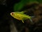 Lemon tetra Hyphessobrycon pulchripinnis  isolated in a fish tank close up with blurred background