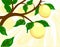 Lemon Tree