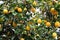 Lemon tree