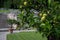 Lemon tree in the baroque gardens of Villa Bozzolo, Varese, Italy