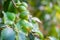 Lemon tree blooming. Branch with fresh lemons, leaves and flowers. Citrus garden in Sicily, Italy