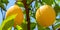 Lemon tree branch with two full lemons