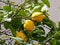 Lemon Tree Or Citrus Limon In Heraklion Crete Greece