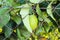 Lemon Tree Detail Nature Citrus