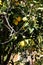 Lemon tree - evergreen perennial thermophilic plant
