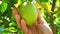 Lemon on tree, farmer hand touch fruits