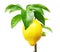 Lemon tree with fruit.