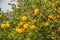 Lemon tree full of yellow mature lemon