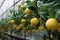 a lemon tree in a greenhouse with dripping lemon water