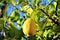 Lemon Tree Grown in Maricopa County, Arizona, United States