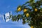 Lemon on a tree and Israeli flag, against the blue sky