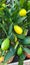 Lemon tree lemonade fruits food agricultural