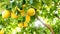 Lemon tree with lemons