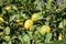 Lemon Tree with Lemons Ripening in the Sunshine