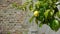 Lemon tree at an old walled botanical garden