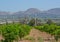 Lemon Tree Orchards in the Santa Clara River Valley, Fillmore, Ventura County, California