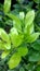 Lemon tree plant sunlight grass green
