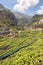 Lemon tree plantations, Amalfi, Gulf of Salerno, Italy