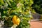 Lemon tree with ripe fruits in an italian garden near the mediterranean sea, Italy