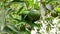 lemon tree, ripe lemons hanging on tree. growing lemons in Italy, citrus orchard. fresh fruit harvest, fruits crop