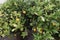 Lemon tree with ripe and unripe fruits 1