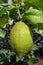 Lemon tree showing mature large green fruit with waxy peel and fresh green leaves