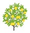 Lemon tree. Vector illustration. Fruit tree plant. Flat vector color Illustration clipart. Ripe on Lemon tree. Citrus limon
