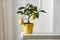 Lemon tree in yellow flowerpot in bright white colors with picture frame with blurred white wall background.