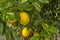 Lemon tree with yellow lemons an green leaves - Citrus limon