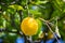 Lemon trees in a citrus grove in Sicily