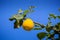 Lemon trees in a citrus grove in Sicily