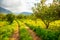 Lemon trees in a citrus grove in Sicily, Italy