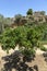 Lemon trees in the Garden of the Kolymbetra, Agrigento - Sicily. Italy