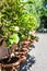 Lemon trees growing in a yard or garden during sunny day