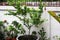 Lemon trees planted in gray cement pots in the garden