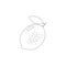 Lemon vector doodle line icon. Lime linear hand drawn symbol.