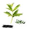 Lemon verbena fresh and dried. Lemon beebrush. Aloysia citrodora is a species of flowering plant in verbena family. Labels for