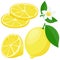 Lemon on white background. Whole and sliced lemon fruit, lemon flowers and leaves. Vector illustration