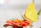 Lemon yellow Cloudless Sulphur butterfly