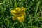 Lemon yellow daylily closeup