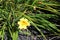 Lemon yellow Daylily (Hemerocallis lilioasphodelus) flowers : (pix Sanjiv Shukla)